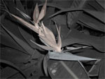 Black and White photograph of Bird of Paradise Flower